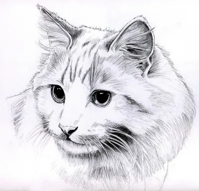 Красивые кошек для срисовки картинки