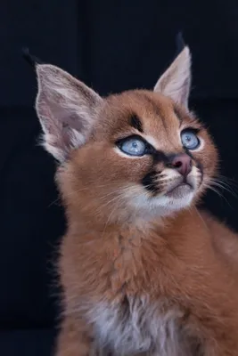 Самые красивые породы кошек (33 лучших фото)