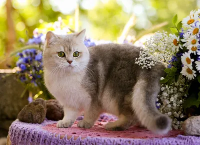 Самые красивые кошки на планете - картинки и фото 
