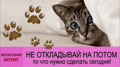 Как нарисовать КОШКУ? - YouTube