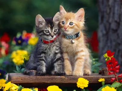 Красивые котят и кошек картинки