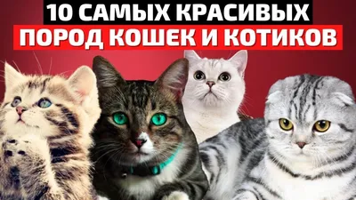 10 Самых Красивых Кошек в Мире | Милые Котики | Милые Котята - YouTube