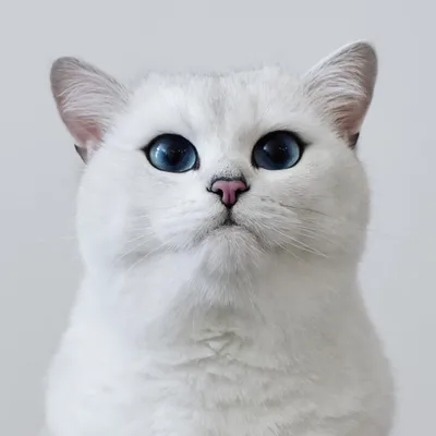 Самые красивые породы кошек. | Animals world | Дзен