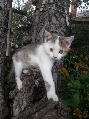 Маленькие красивые котята на поляне …» — создано в Шедевруме