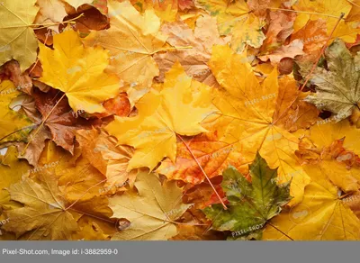 красивые красочные осенние листья лесная роспись обои - TenStickers