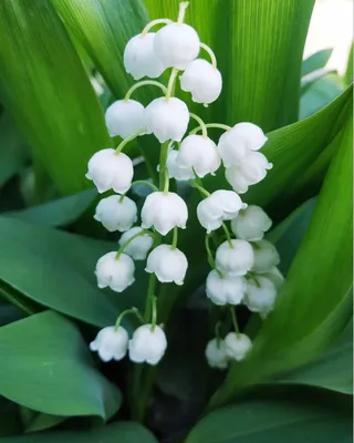 ландыш красивые цветы lily of the valley | Цветы, Цветок, Красивые цветы