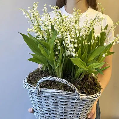 Ландыши Dakota flora | Купить ландыши в Москве | Интернет-магазин цветов  