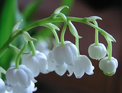 Ландыши в корзинке - заказать доставку цветов в Москве от Leto Flowers