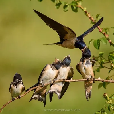 Кормление ласточек. Красивые фотографии красивой птицы. | 🔔 Дикая Природа  Крыма. My-Mriya | Дзен
