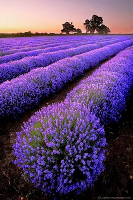 Лаванда . | Purple flowers wallpaper, Purple flowers, Purple wallpaper