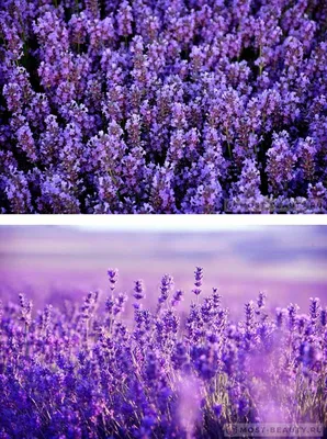 Красивые цветы лаванды. Обои для Андроид бесплатно. | Lavender plant,  Flower wallpaper, Plants