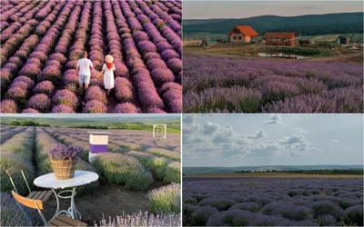 Обои на рабочий стол Красивые поля лаванды летом, Valensole, Provence,  France / Прованс, Франция, фотограф Albert Dros, обои для рабочего стола,  скачать обои, обои бесплатно