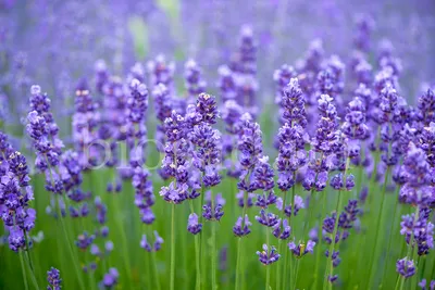 Лаванда Английская Блу Сент (Blue Scent) ᐉ купить с доставкой почтой по  Украине в питомнике Биосад