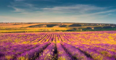 Фотосессия в Провансе I Фотосессии в лавандовых полях