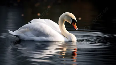 картинки : воды, природа, белый, озеро, животное, пеликан, морские птицы,  Фауна, оперение, Лебедь, фламинго, Лебеди, Cygnet, Водоплавающих птиц,  Воды, Водяная птица, мир животных, Schwimmvogel, Молодые лебеди, Красивые  лебеди, Утки гусей и лебедей