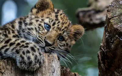 Green eyes #notthecoldplaysong #greeneyes #tingana #leopard #coldplay  #coldplayofficial #doubttheywillevenlookatthis… | Красивые кошки,  Африканский леопард, Леопард