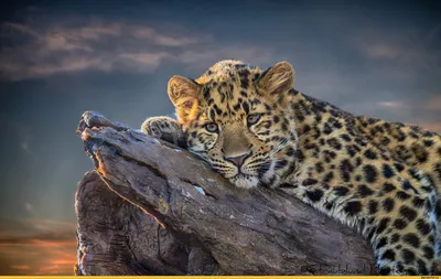 Набор для творчества Скретчинг 30х40 см Животные "Красивый леопард" Гр-760  - купить с доставкой по выгодным ценам в интернет-магазине OZON (918527055)