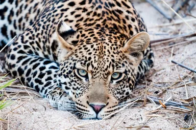 Красивые 3д фотообои животные 460x300 см Леопард в красочном лесу среди  растений (14691P12) +клей (ID#1905645258), цена: 1800 ₴, купить на 