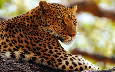 Фотообои "Красивый леопард" - купить в интернет-магазине Ink-project с  быстрой доставкой