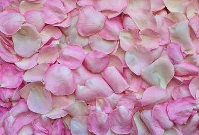 Красивые лепестки роз на атласном фоне :: Стоковая фотография :: Pixel-Shot  Studio