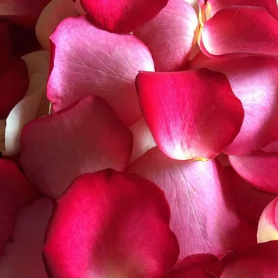 Красивые лепестки роз на белом фоне :: Стоковая фотография :: Pixel-Shot  Studio