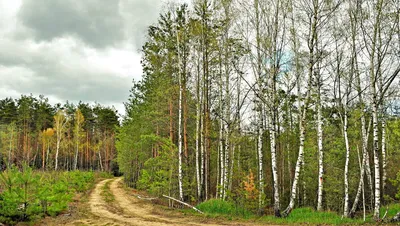 В продолжении весенней темы. / лес :: красивые картинки :: песочница  красивых картинок :: Природа (красивые фото природы: моря, озера, леса) ::  весна :: сделал сам (нарисовал сам, сфоткал сам, написал сам,