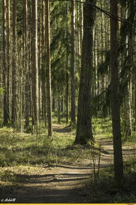 Красивая весенняя пора, весенний лес…» — создано в Шедевруме