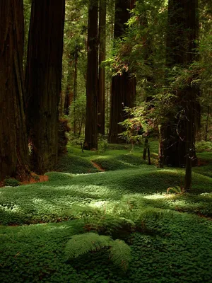 Природа лес (141 фото) - 141 фото