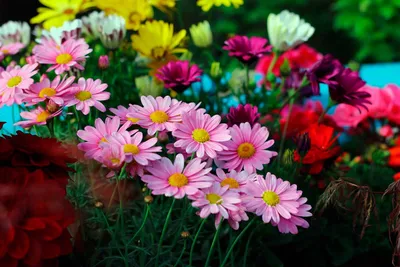 Самые красивые летние цветы - 72 фото