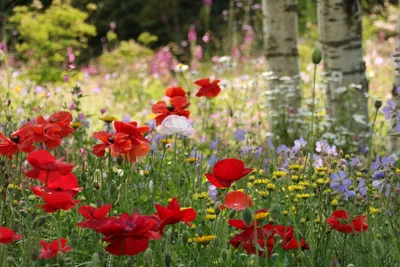 Красивые низкорослые цветы для клумбы: 24 вида, которые будут цвести все  лето (93 фото) - Дом 