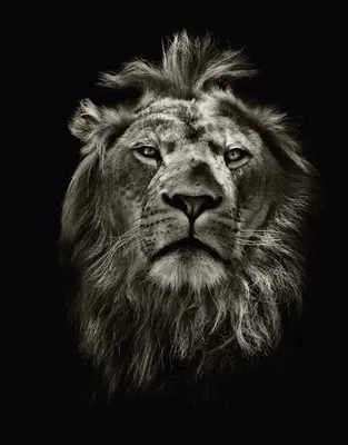 Красивый могучий лев | Премиум Фото