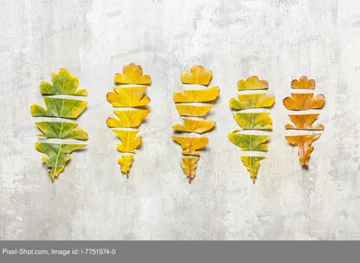 Красивые осенние листья на сером фоне :: Стоковая фотография :: Pixel-Shot  Studio