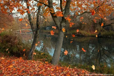 Осенний листопад (76 фото) - 76 фото