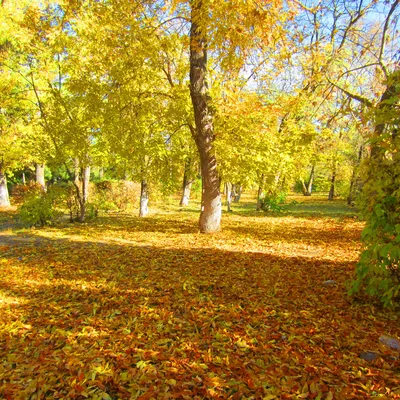 Осень, листопад, парк, клен , красиво…» — создано в Шедевруме