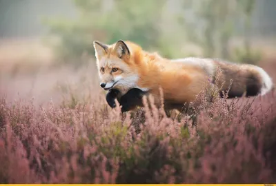 Красивые фотографии ЛИСЫ Beautiful pictures FOX - YouTube