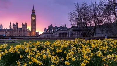 Где в Лондоне: красивые поля цветов и яркие кустарники | Афиша Лондон