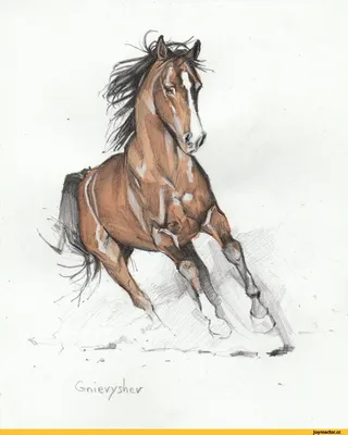 100 рисунков лошадей для срисовки »  — Сайт Хорошего Настроения