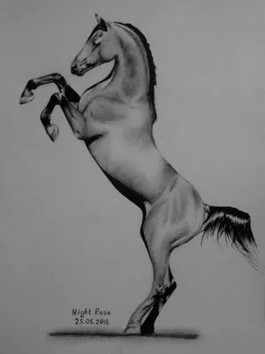 Красивые лошадей карандашом #38
