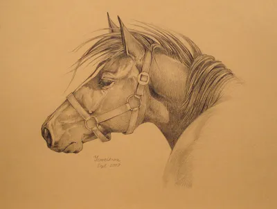 Простой рисунок лошади карандашом для срисовки - 45 фото