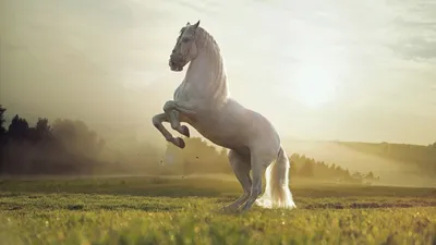 Красивые картинки лошадей на природе - 65 фото