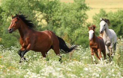 Лошадь прямо | Beautiful horses, Animal planet, Horses