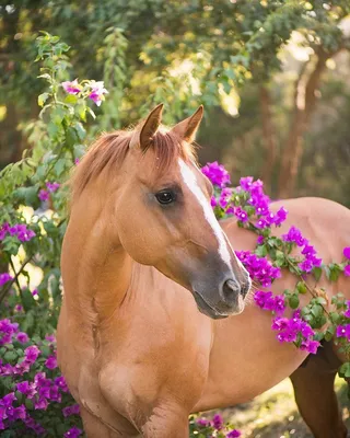 Весна лошадь картинки - 67 фото