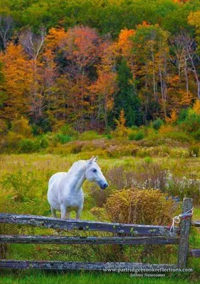 Красивые лошади на природе (71 фото) »