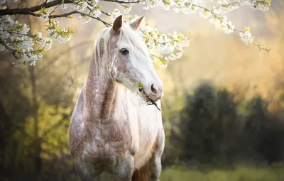Лошади на природе - 51 фото: смотреть онлайн