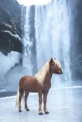 Красивые лошади в захватывающих дух исландских пейзажах