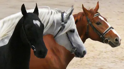 Пара лошадей,бегущих по дороге | Horses, Horse pictures, Horse love