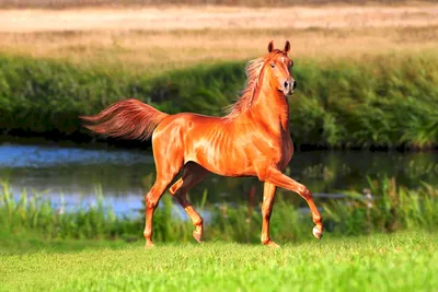 Конь в поле - фото и картинки: 44 штук