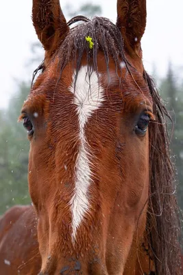 horse and girl 🥰 в 2023 г | Любовь лошадей, Красивые лошади, Фотографии  лошадей