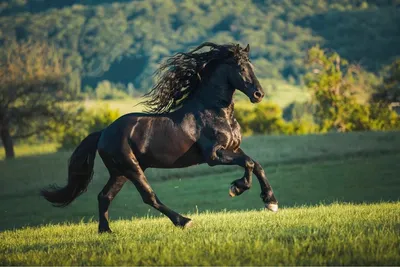 Лошади на природе - 73 фото