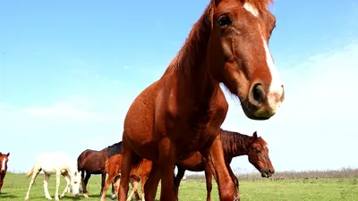 Картинки красивых лошадей - 71 фото